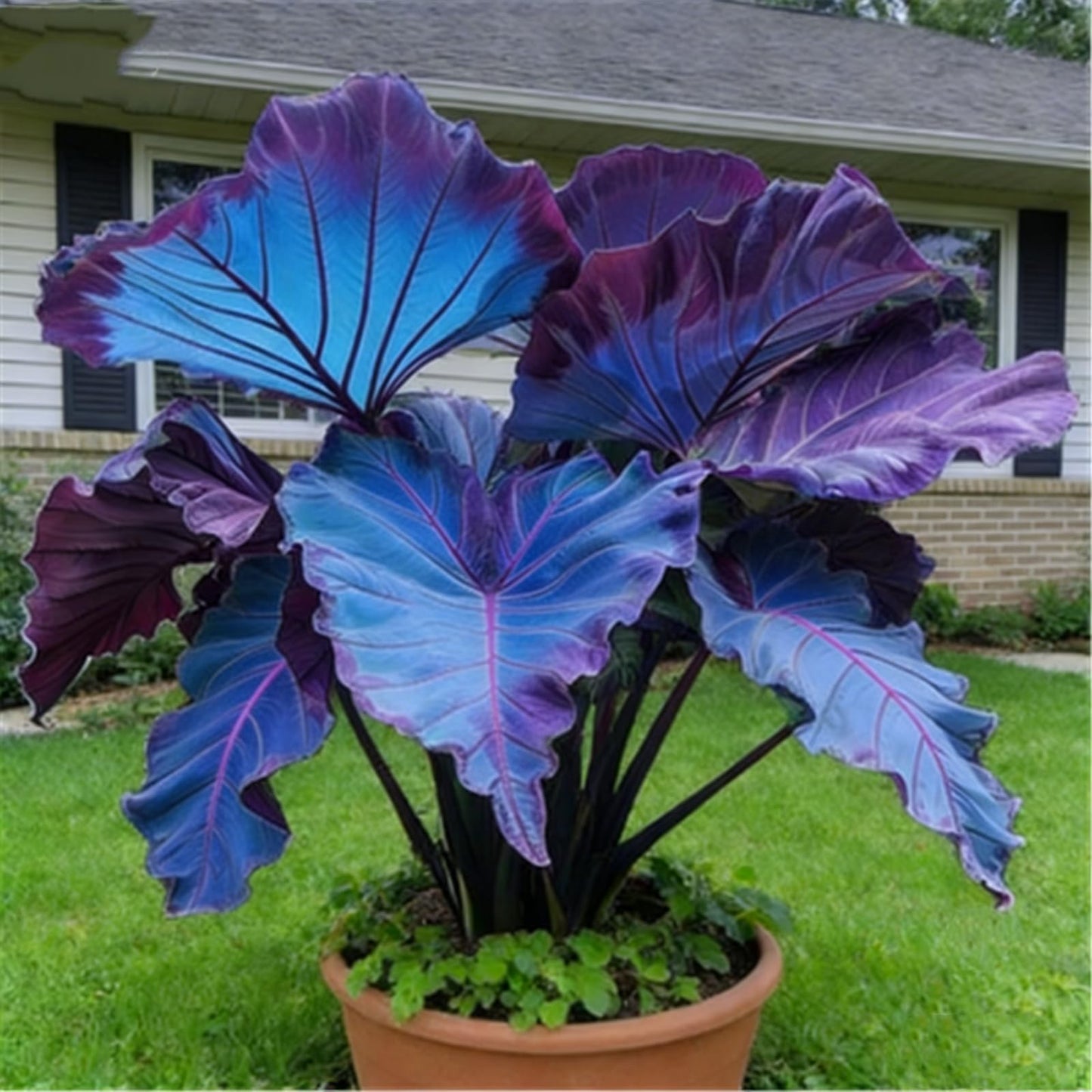 LBJDUYS Large Elephant Ear Rare - Elephant Ear Bulk - Magical Hardy Balcony Rare Species Ornamental Value (6)