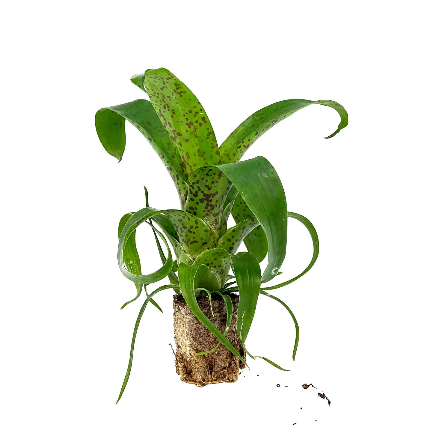ragnaroc Live Plants – Bromeliad Vrisea Fenestralis, 4-8" 2" Plug - 1ct - Live Arrival Guaranteed - House Plants for Home Decor & Gift