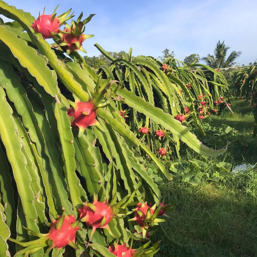 Red Dragon Fruit Live Plant 4 Inch Pot, Sweet Red Dragon Fruit Tree, Tropical Tree for Planting Outdoor