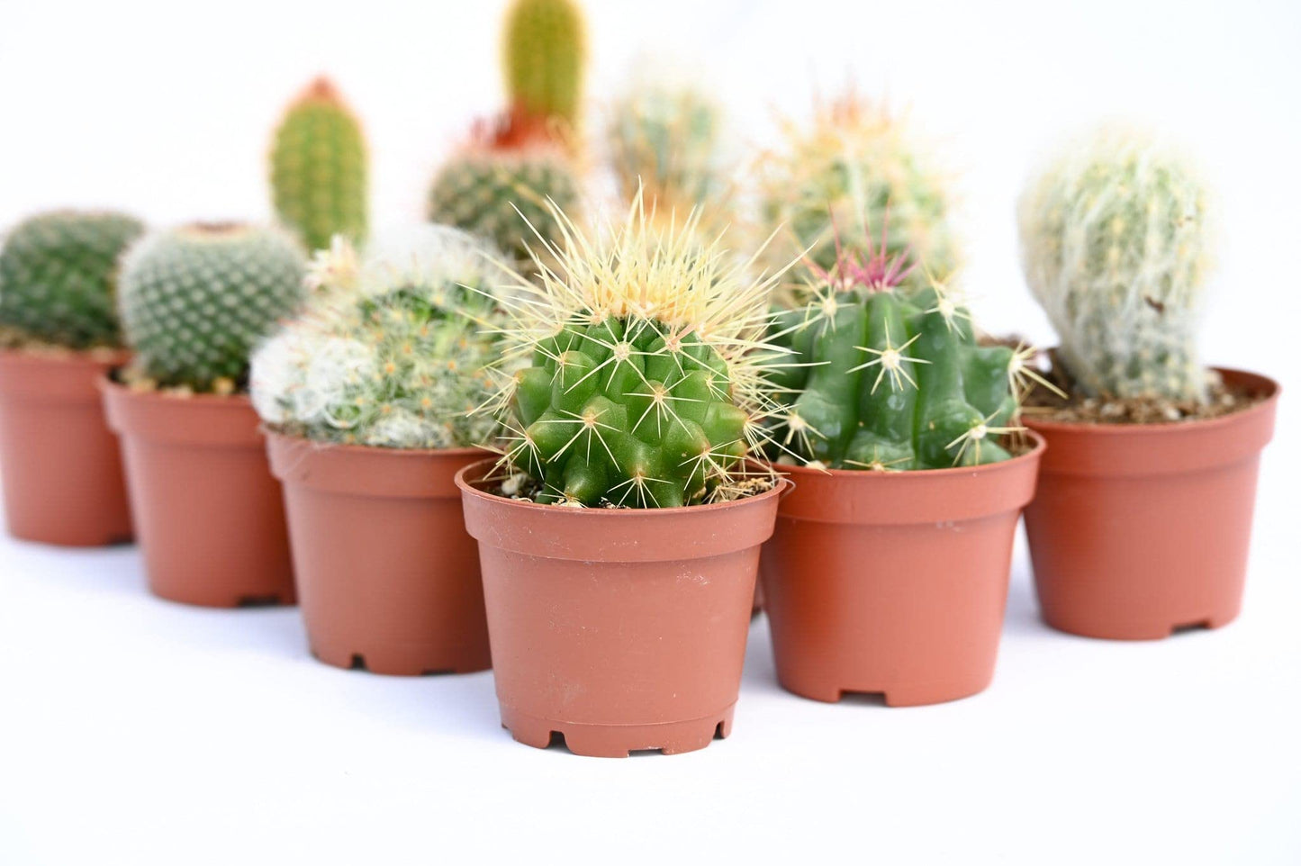 Cactus Plants Live – Small Assorted 2-Inch Cactus Plants – Fully Rooted Potted Cactus Plants – Live Cactus Plant Set (12)