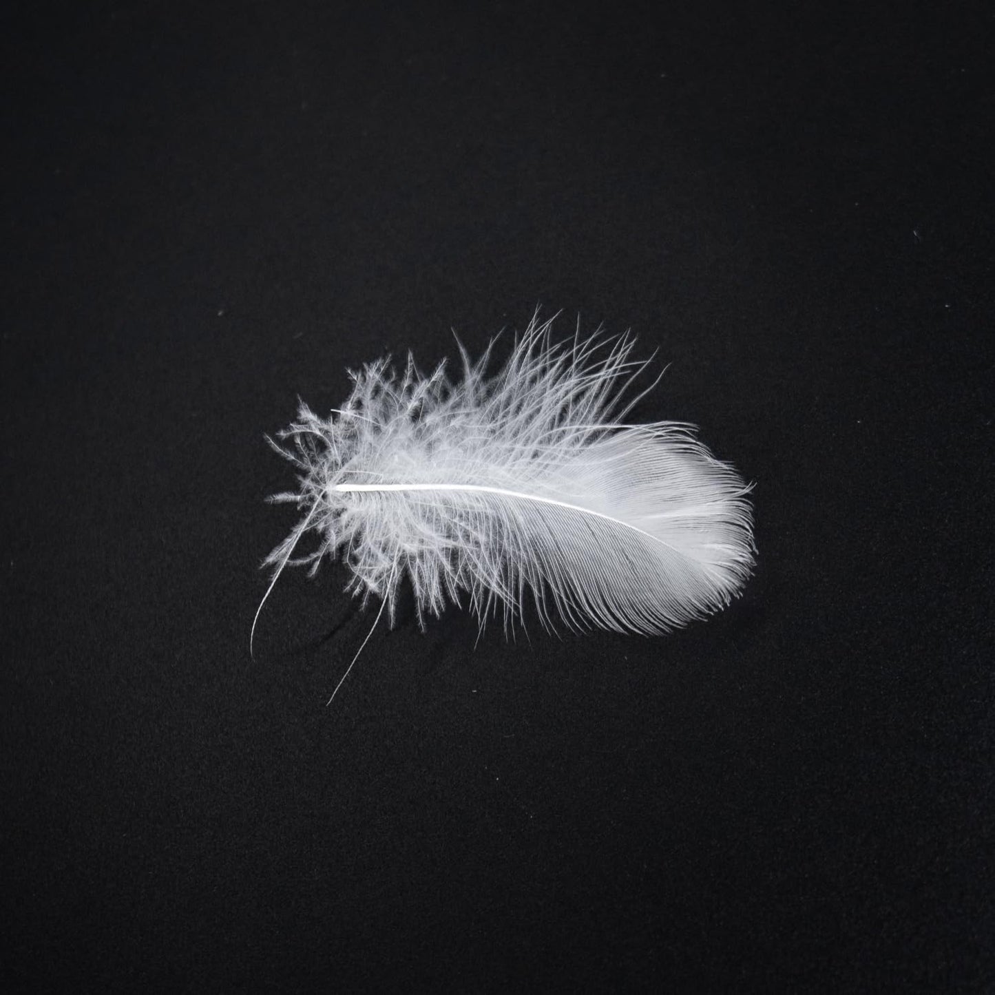 MOOX Down Feathers Pillow Stuffing Filling for DIY Projects Premium Natural 5/95 Goose Feather Down Soft Fluffy Perfect for Pillow Cushions Bedding Pillow Couch Dog Bed Upholstery Crafts (1.0, Pounds)