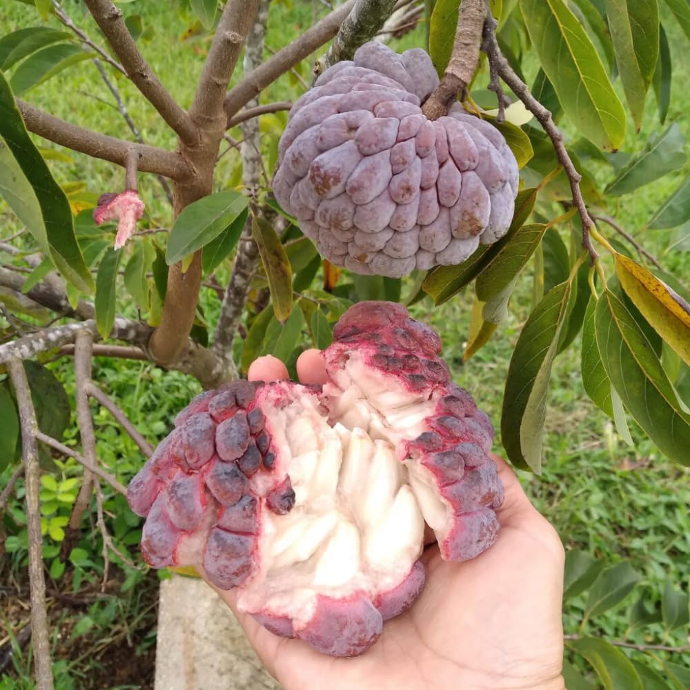 Red Sugar Apple Tree, 3 Gallon Pot, 2-3 Ft Red Grafted Sugar Apple Tree Live Plant for Planting Outdoor Garden, Well Rooted, No Ship to CA