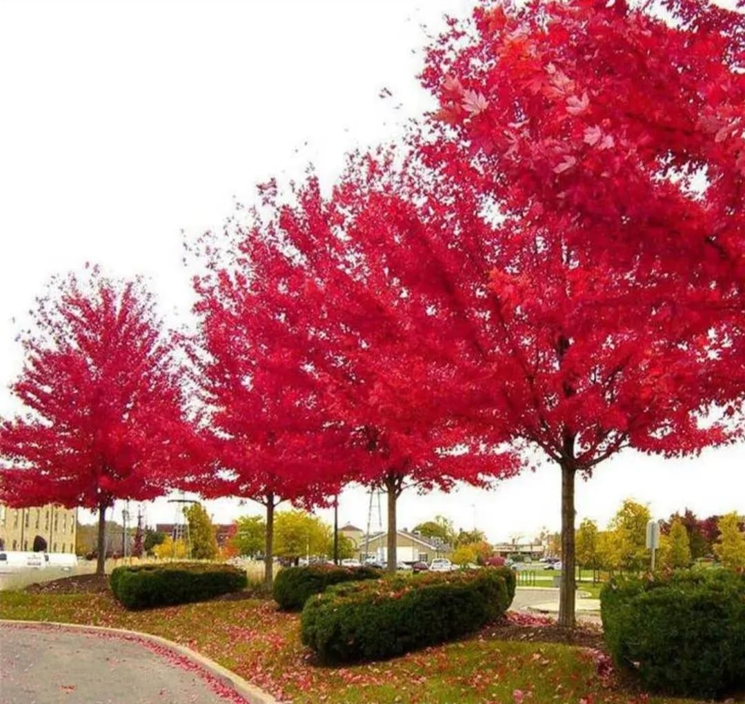 80 Seeds Red Maple Outdoors Maple Tree Seeds Acer rubrum PeavyTailor