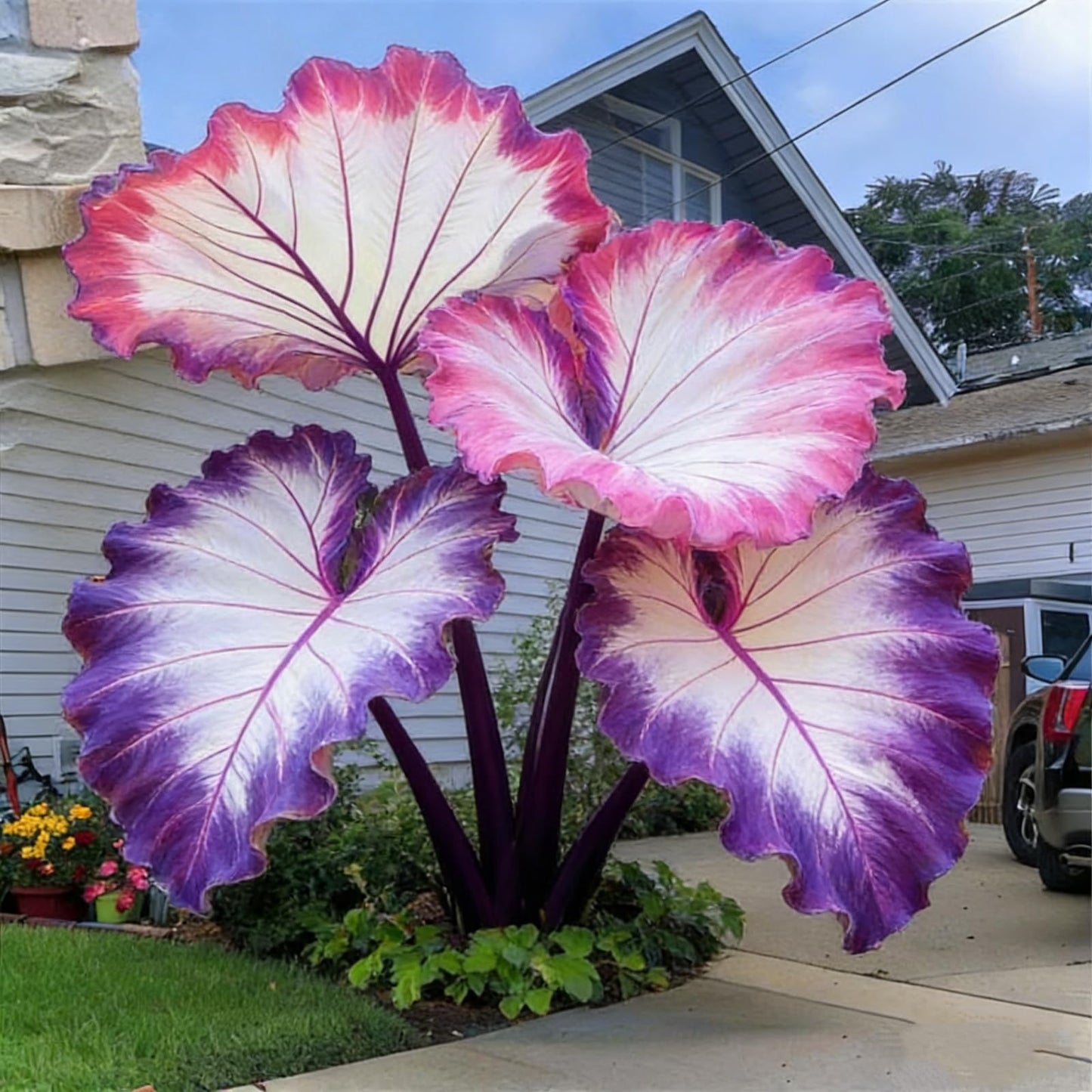 LBJDUYS Large Elephant Ear Pink - Elephant Ear Bulk - Magical Hardy Balcony Rare Species Ornamental Value (6)
