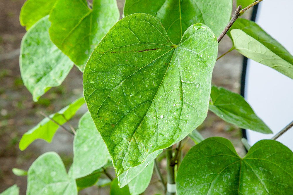 Eastern Redbud - Size: 4-5 ft, Live Plant, Includes Special Blend Fertilizer & Planting Guide