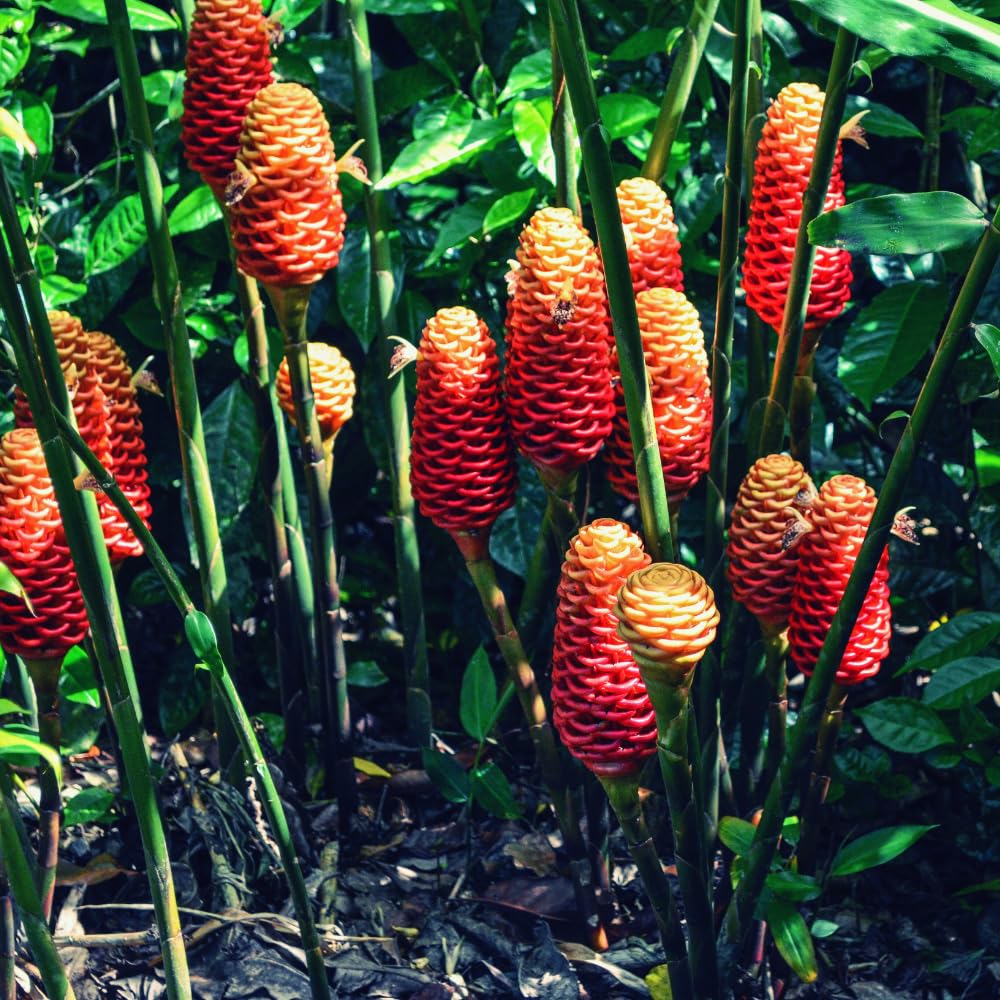15 Shampoo Ginger Rhizomes for Planting, Awapuhi Ginger Shampoo Plant Roots, Zingiber Zerumbet Roots Garden