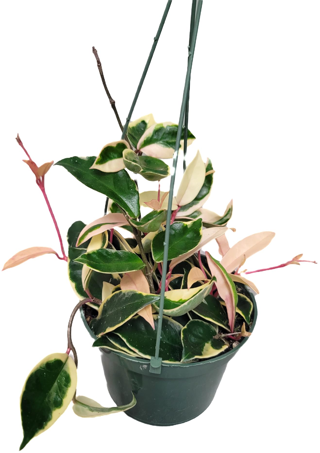 6" Hoya Krimson Queen Available in Hanging Pot, Live Arrival Guaranteed! Live Hoya Plants Live Houseplants - CA Seller - Air Purifying Plant