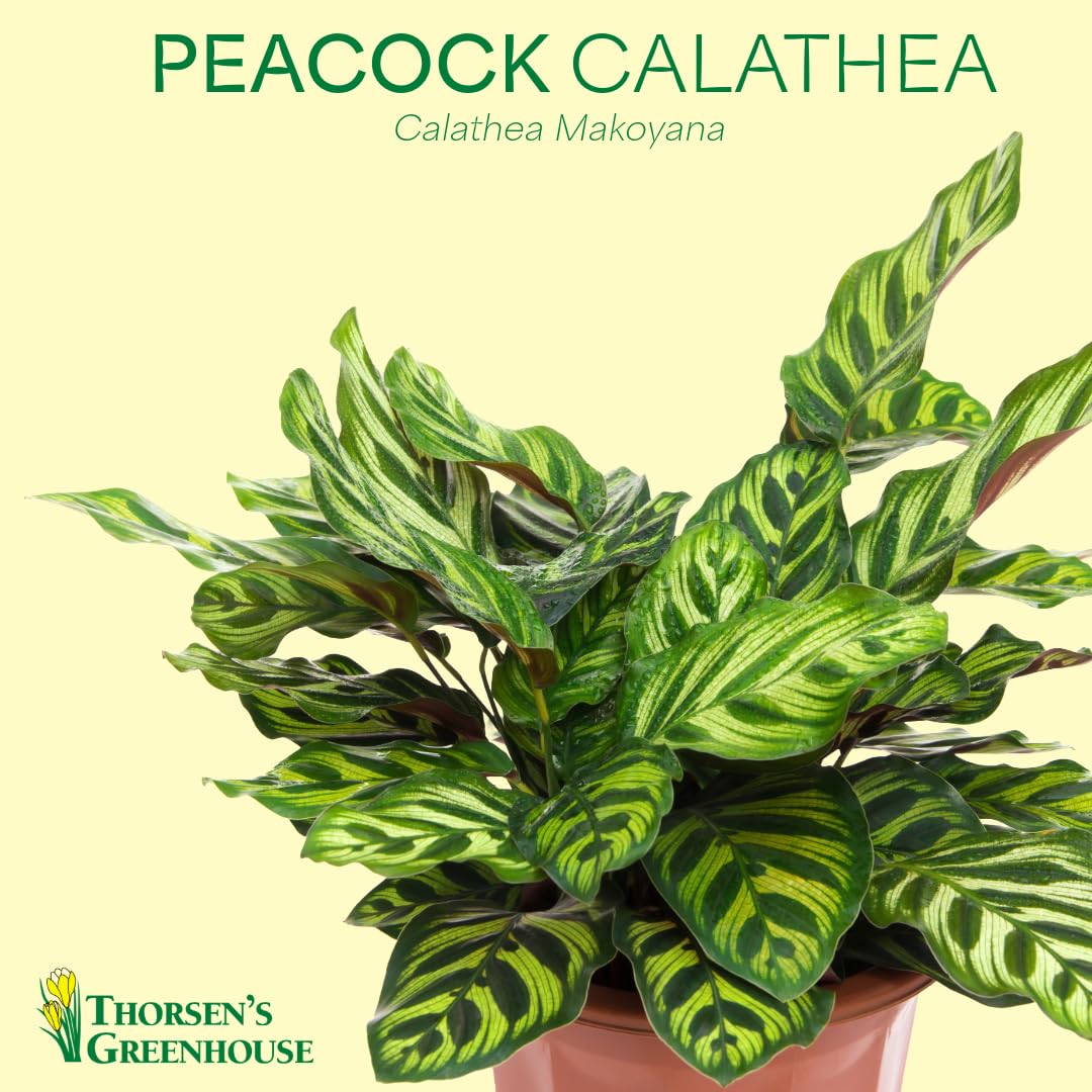 Thorsen's Greenhouse Peacock Calathea, Live Indoor Plant, Safe for Pets, Colorful Foliage, Rare Variety, Peacock Plant, 4" Diameter (Sage)