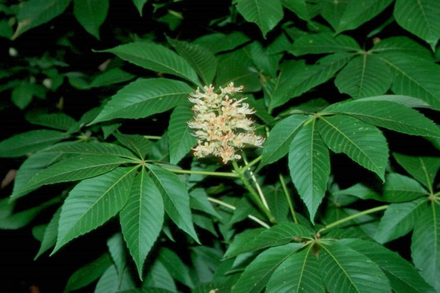 6-12” Tall Ohio Buckeye (Aesculus glabra) 1-2 Year Old Tree, Bare Root Plant