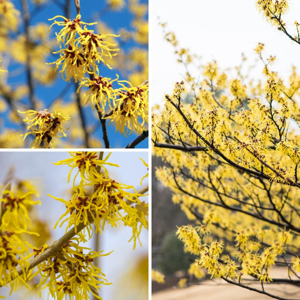 Witch Hazel Plant Live, Witch Hazel Bush Shrub Plants in Quart Pot for Planting, Dormant in Winter