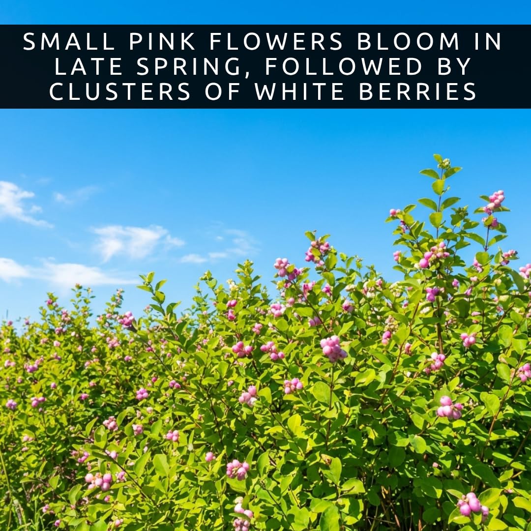 3 Snowberry Plants for Growing – Symphoricarpos Albus – White Berry Shrubs – Hardy Native Landscape Plants for Borders & Wildlife (3 Plants)