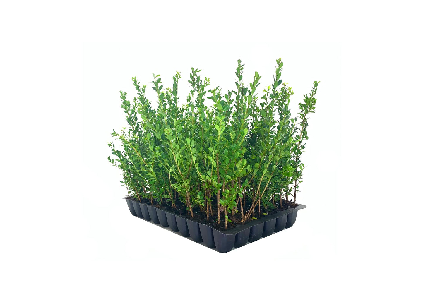 Ilex Compacta Crenata Japanese Holly | 10 Live Plants | Low Maintenance Evergreen Foundation Shrub