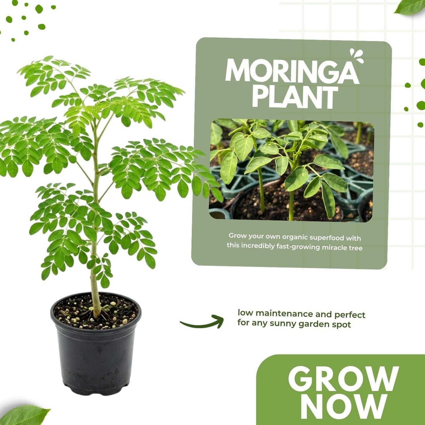 Live Moringa Tree Plant for Planting, 2 Plants Per Pot, Moringa Oleifera Plants 4-8 Inch Tall, Edible Tropical Garden Ready Plant