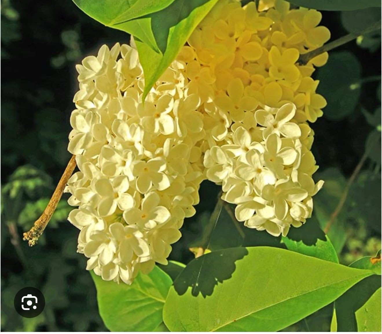 Live Plant - Primrose LilacSyringa VulgarisSmall Well Rooted Starter Plant4-8” Tall