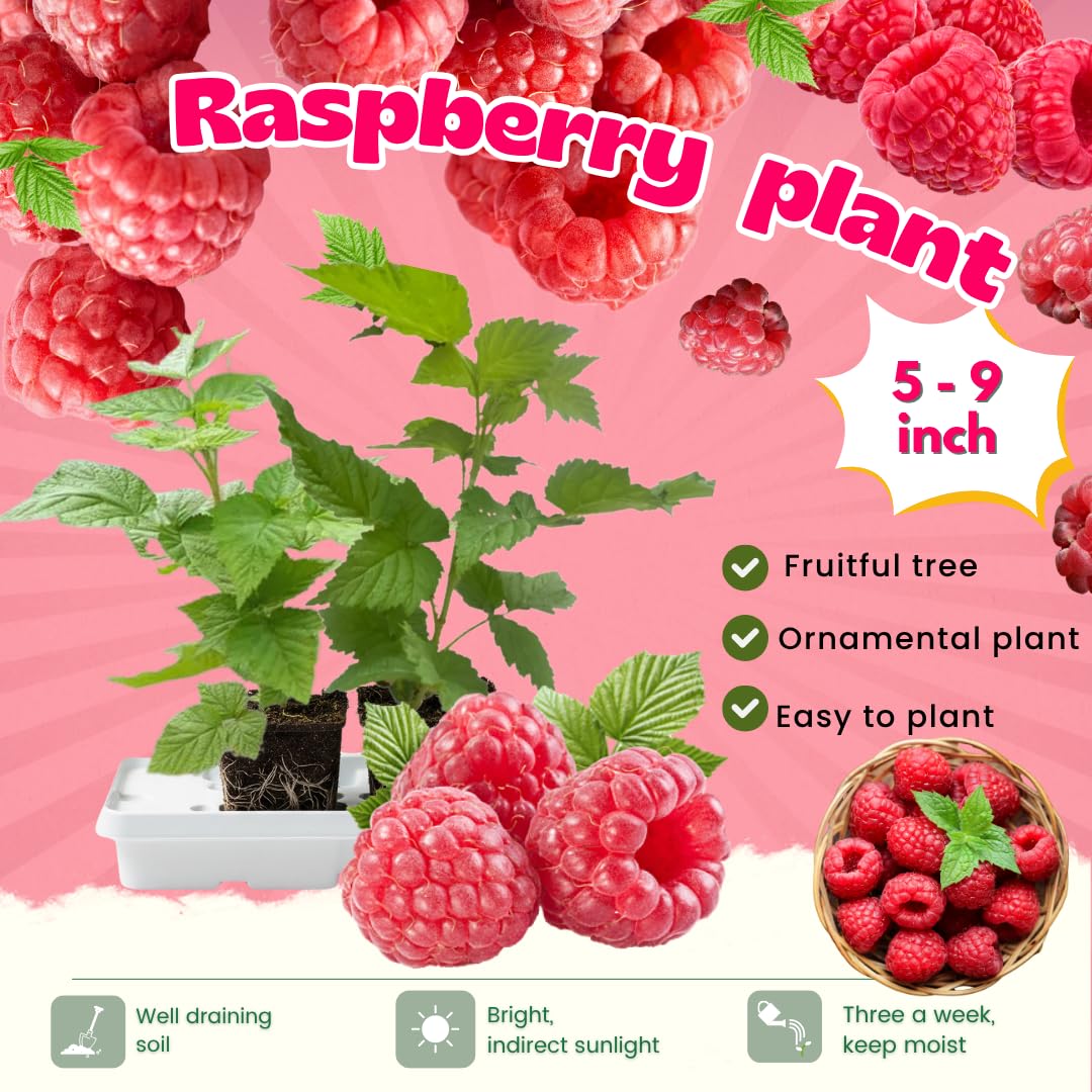 Set 2 Caroline Red Raspberry Plants Live, Raspberry Trees Live Plants, Raspberry Seedlings, 5-9 Inc, Raspberry Fruits Trees