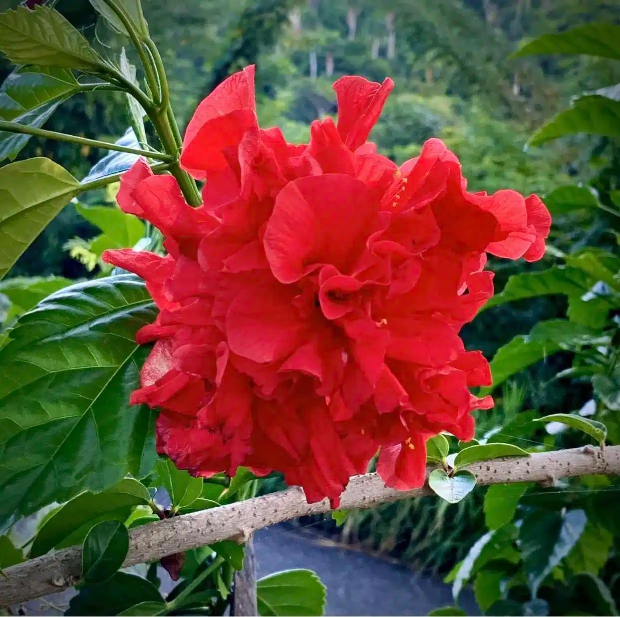 Live Plant - Hibiscus Japanese Carnation