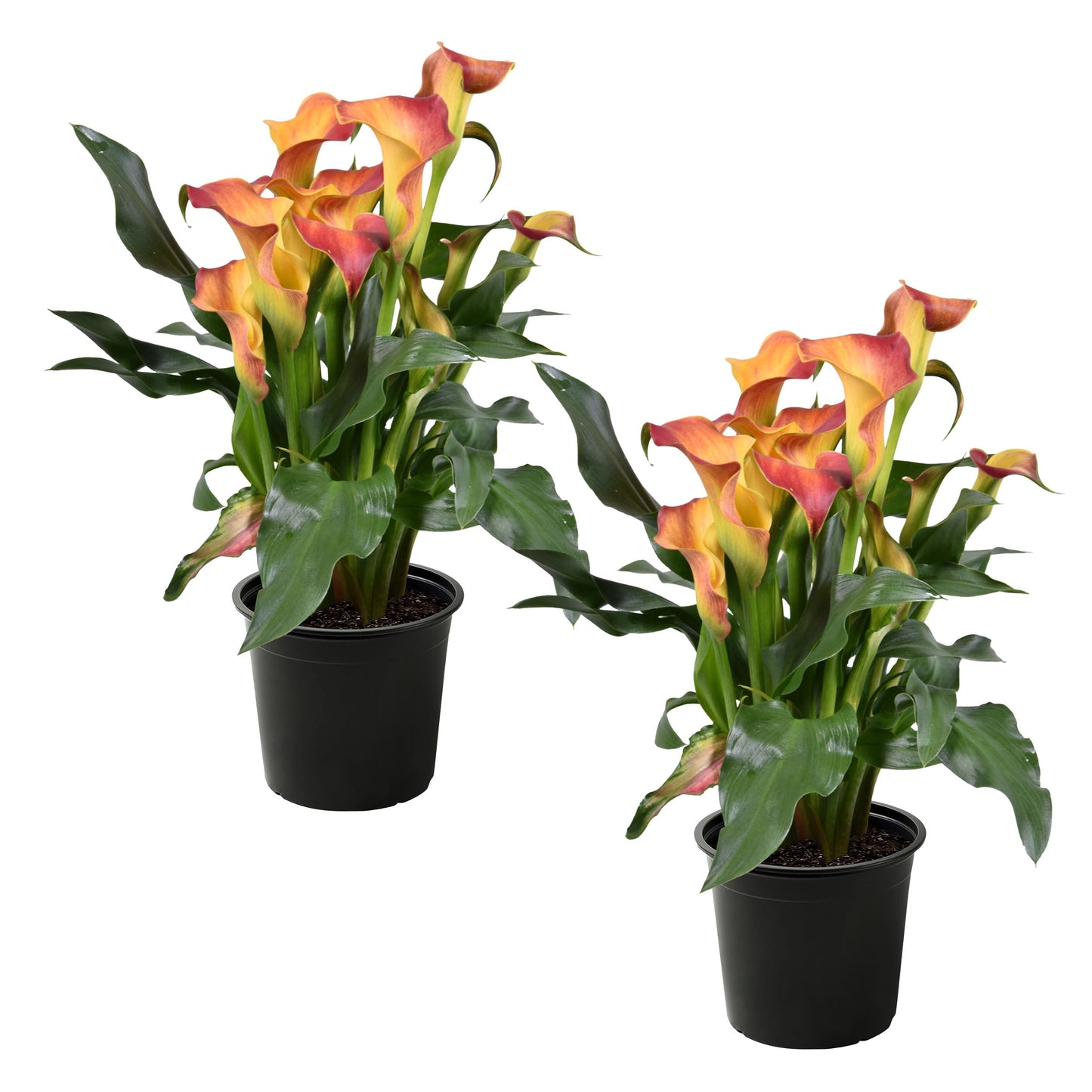 Live Flowering Calla Lily (2 Plants Per Pack) - Orange, 3+ Blooms - Beautiful Spring Perennial - 12" Tall by 5" Wide in 1 Qt Pot