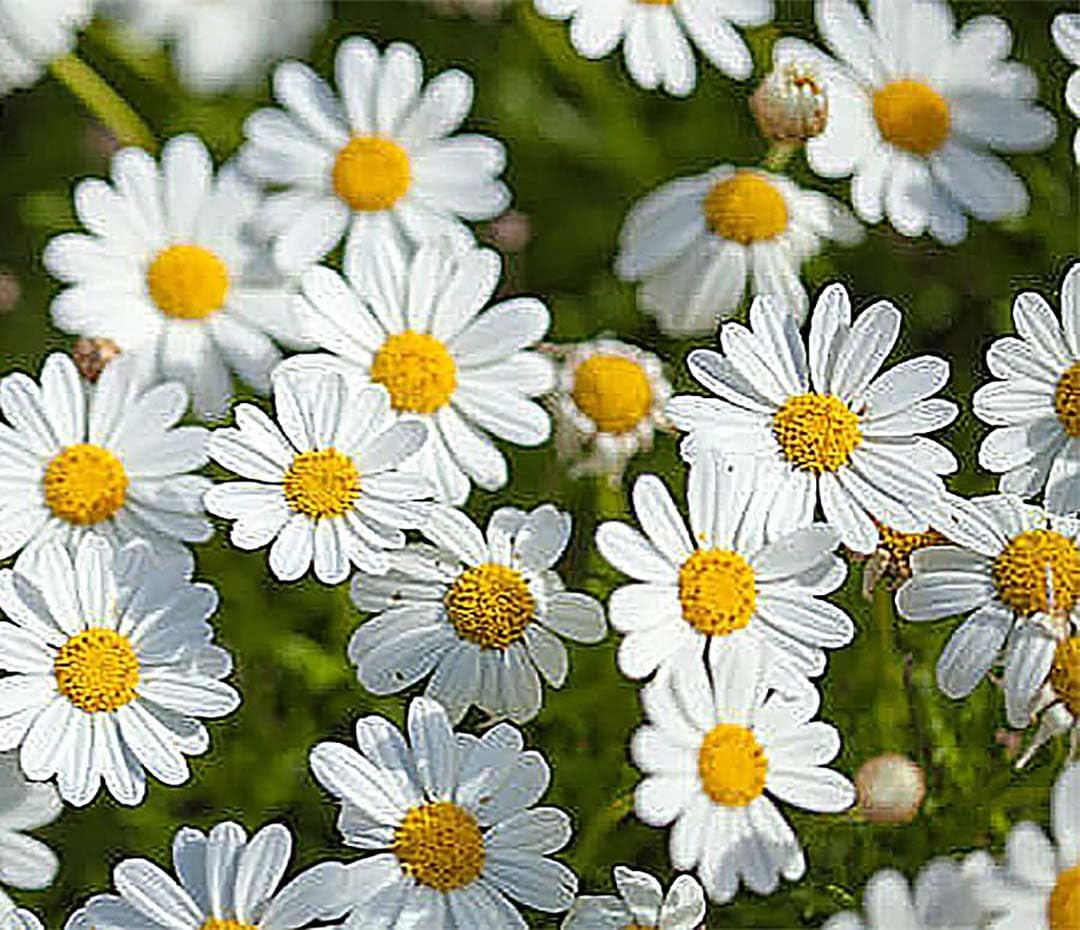 1000 Seeds - Garland Daisy - Perennial, Full Sun Daisy…