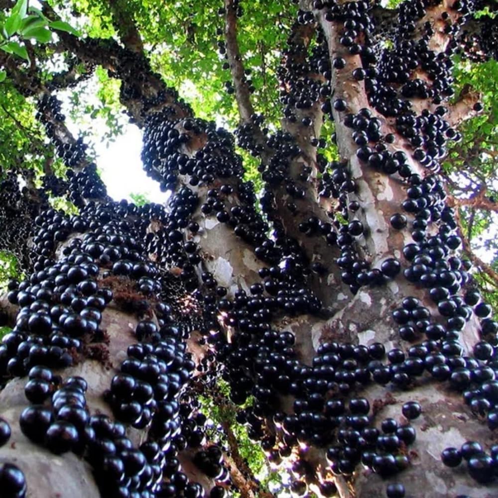 Black Jaboticaba Sabara Live Plant, Jabuticaba Tree in 3 Gallon Container, 2 to 3 Feet Height, Tropical Fruit Plant for Home Garden, No Ship to CA