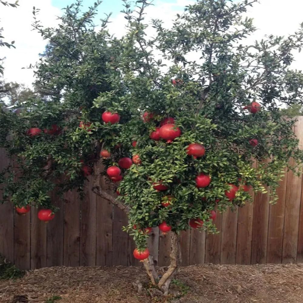 Russian Pomegranate, 5 Gallon Live Nursery Pot, Delicious Red Fruit| Arbor Day Foundation (Due to Agricultural Laws, Unavailable to CA, AZ, TX)