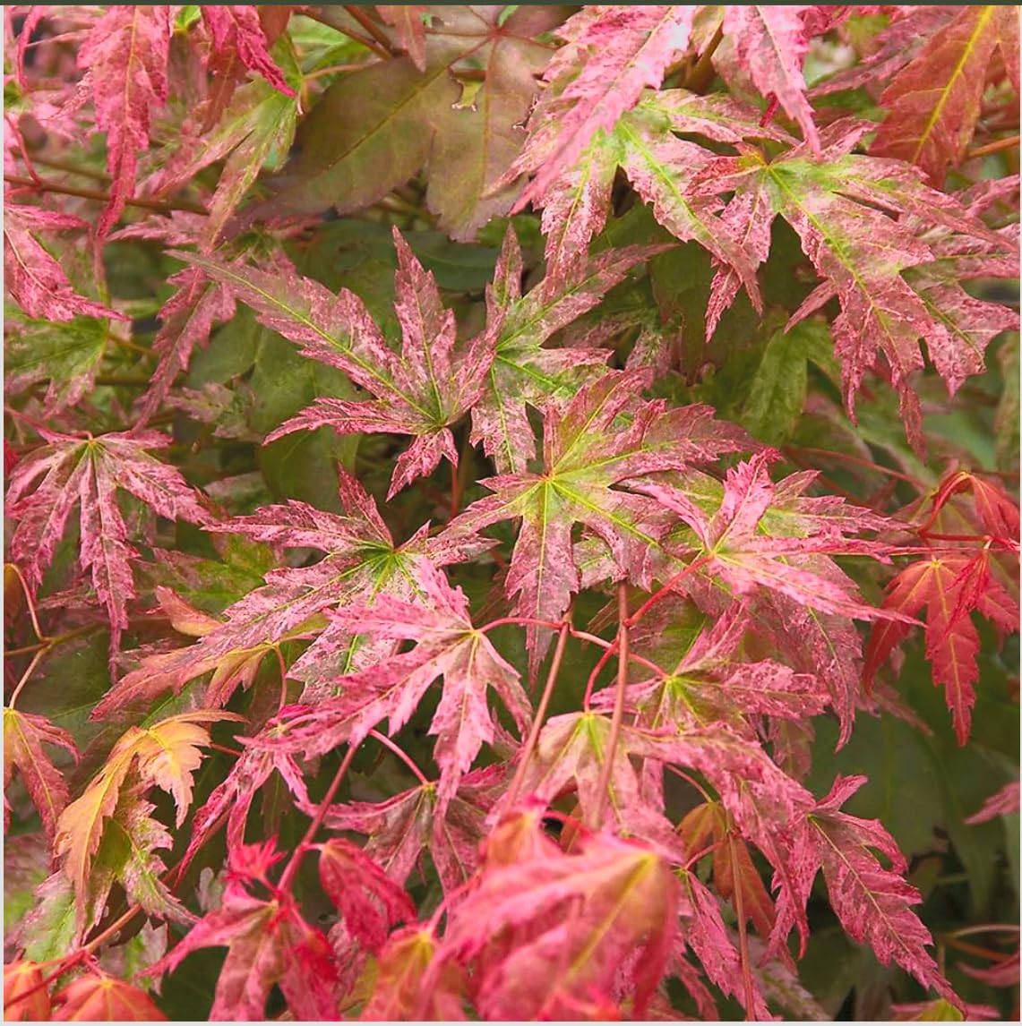 Phoenix Japanese Maple 2 - Year Live Plant
