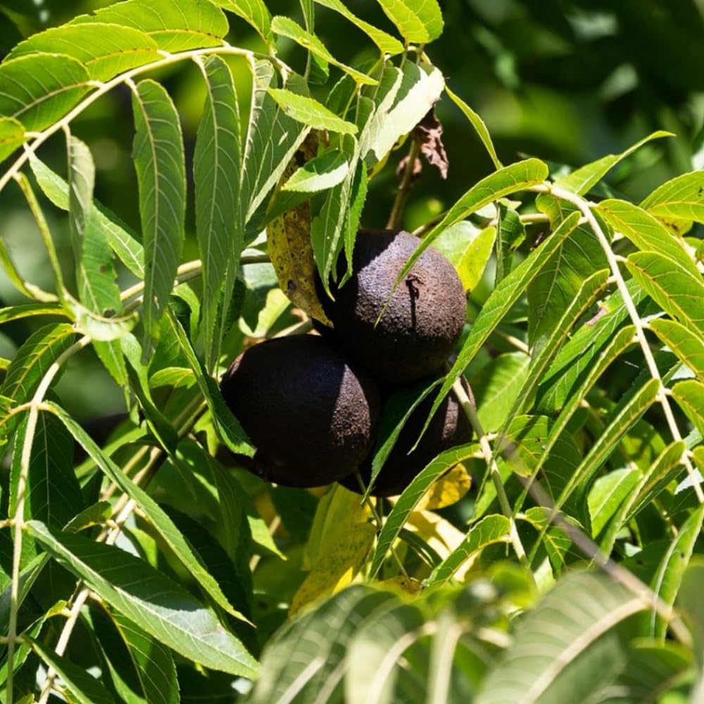 Black Walnut Tree Live Plant in 4" Pot, Hardy Walnut Plant 1 Year Old for Outdoor Planting