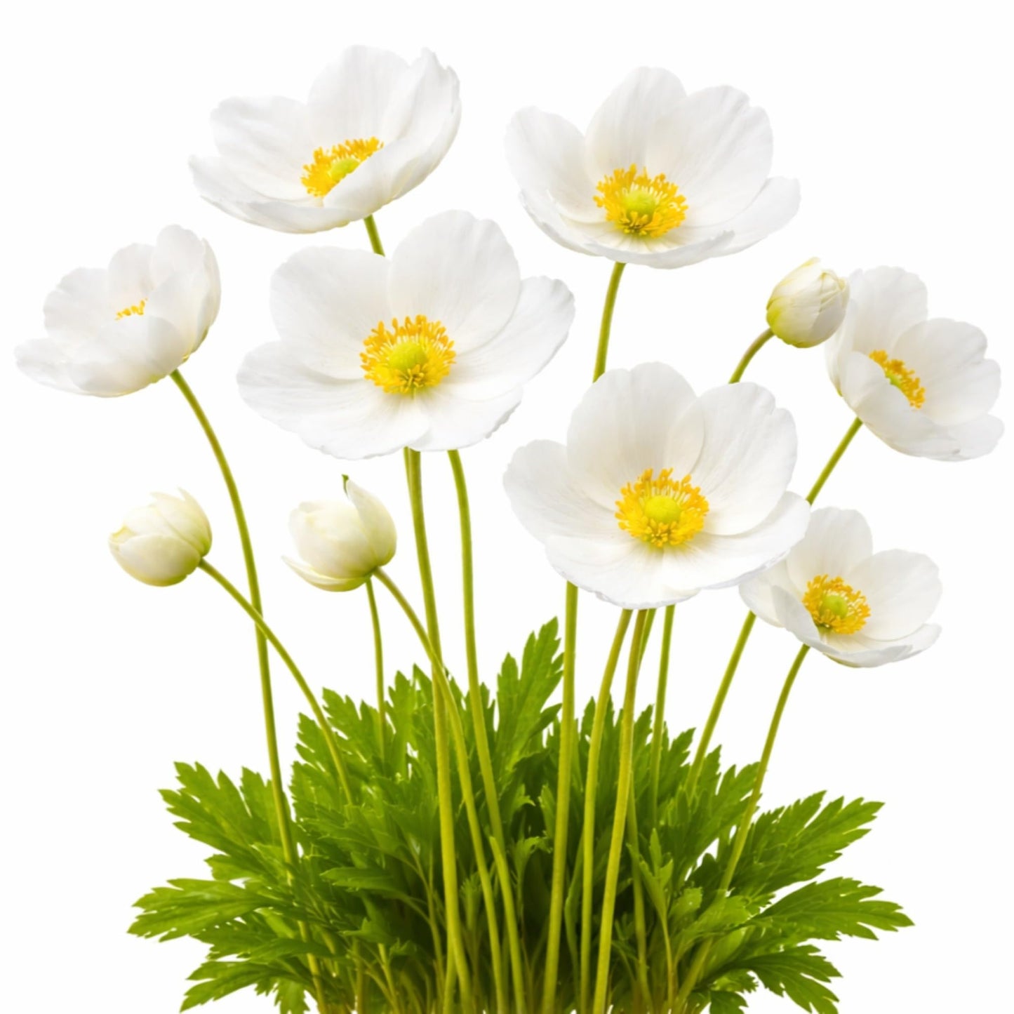 Easy to Grow Anemone Bride Pack of 20 Flower Bulbs - Spring White Blooms in Full Sun, Great for Cutting