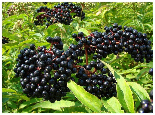 (7) Adams Elderberry Unrooted Cuttings, American Native Black Fruit Bearing Perennial, Fresh Cuttings