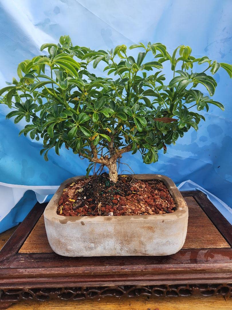Large Umbrella Bonsai Tree Banyan Styled