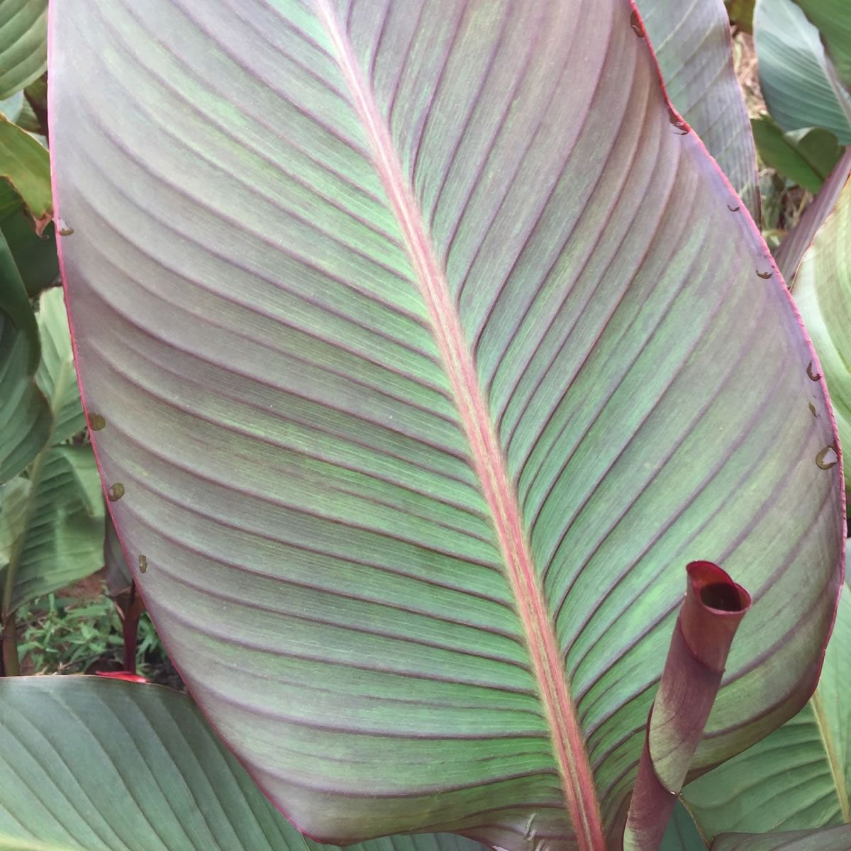 CANNAS-Musifolia 3 Per Bag Huge 3-5 Eye Bulbs