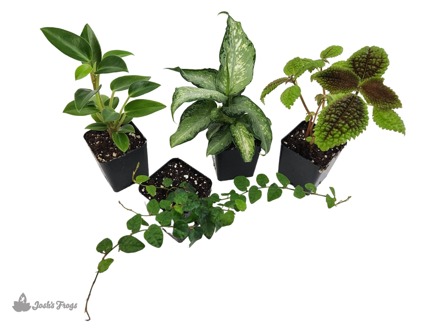 18x18x24 Day Gecko Vivarium Plant Kit