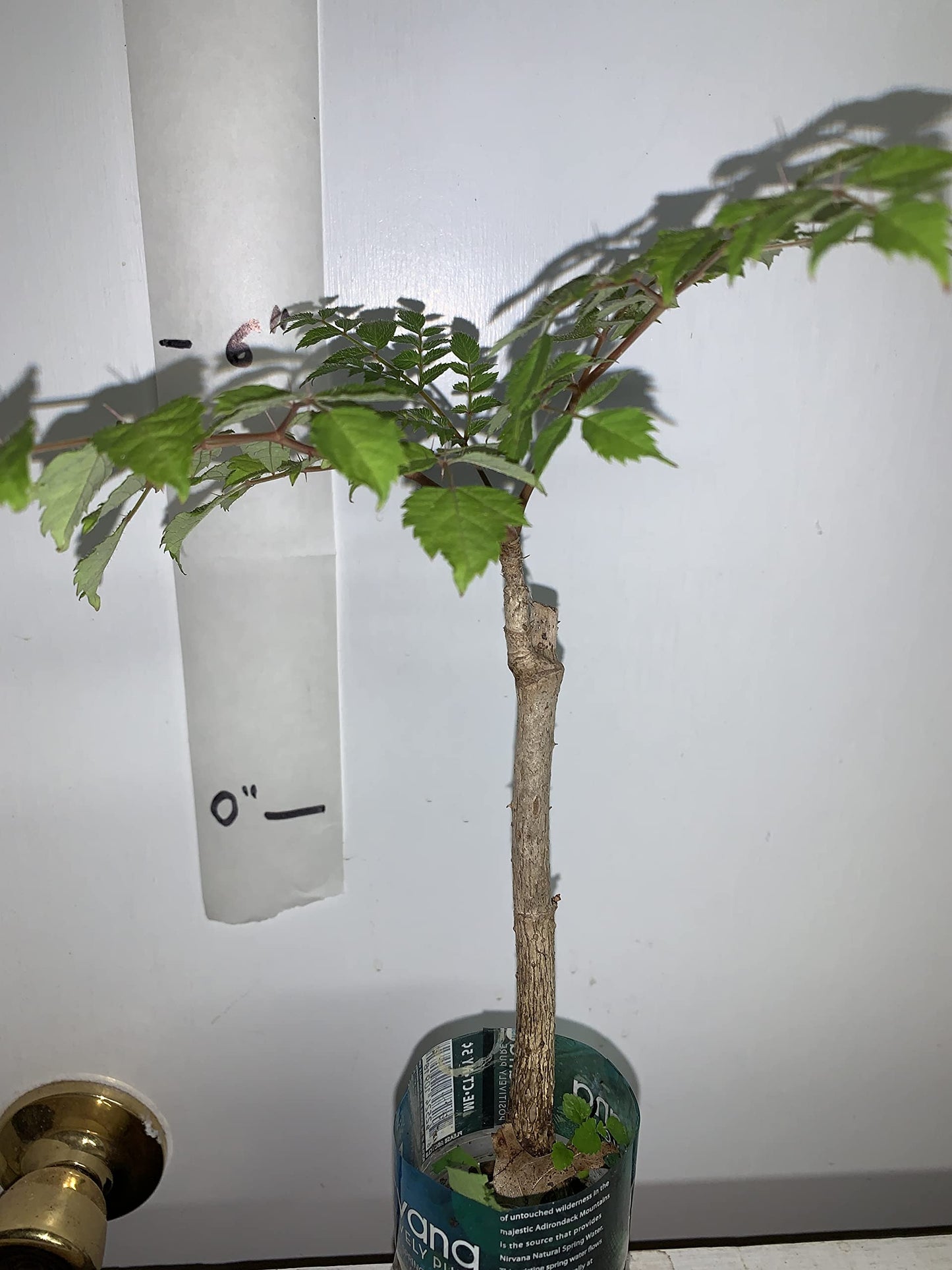 4-6" Tall Aralia spinosa Rare Exotic Hardy Small Starter Tree - 1 Plant Devil's WALKINGSTICK