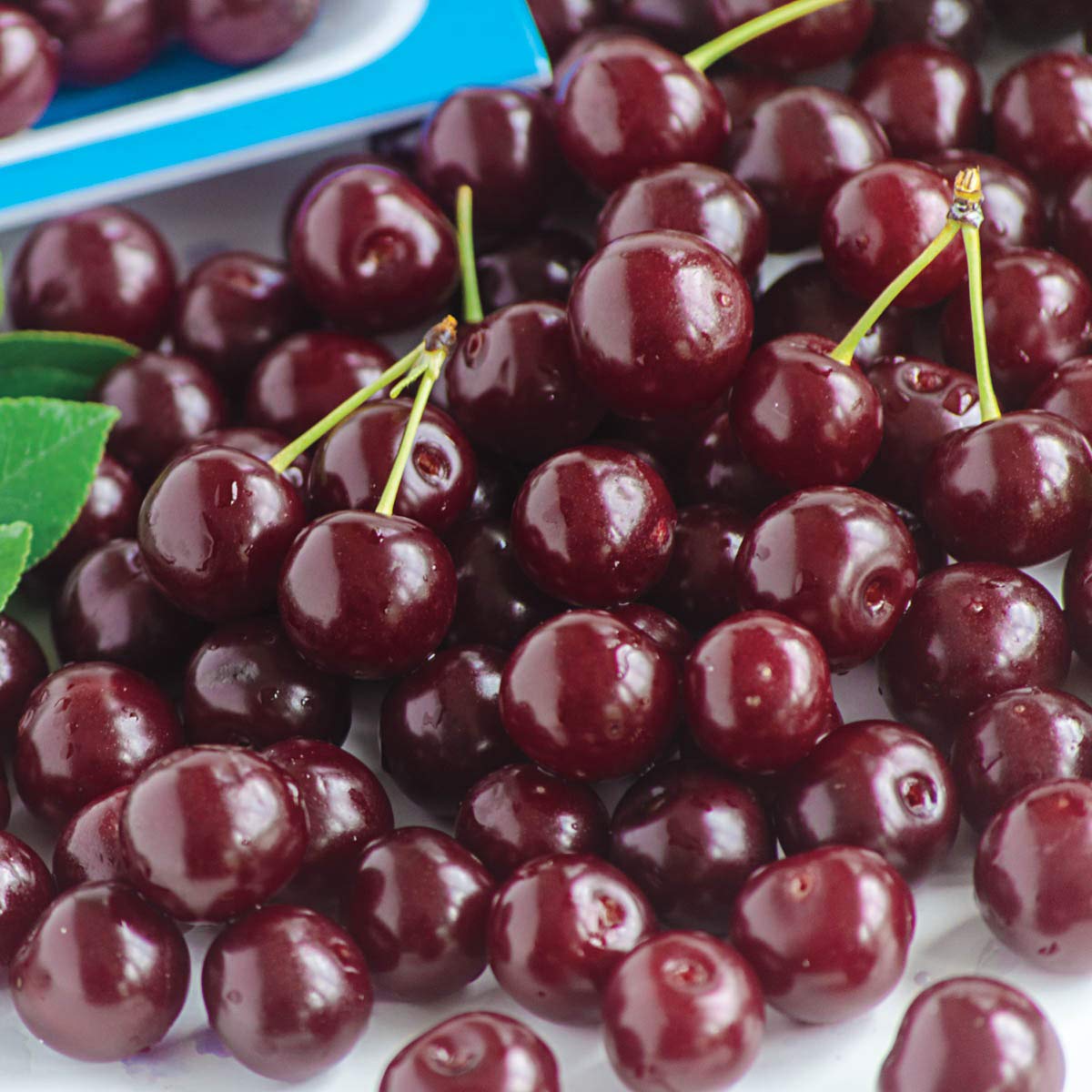 GURNEY'S - Romeo Dwarf Cherry Tree –Produce Large, Sweet and Juicy Fruit - Ships as a Jumbo Bareroot - Due to State restrictions Can't Ship to CA, CO, MT, OR or WA