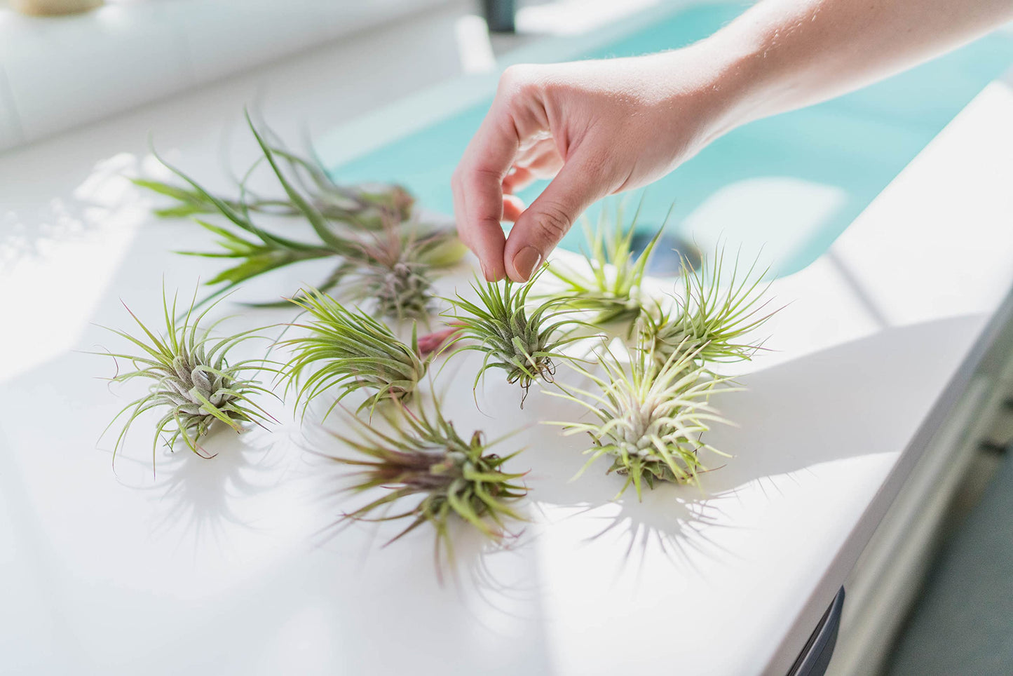 Large Natural Cork Bark DIY Kit with Five Assorted Air Plants, Glue and Hook - Live Tillandsia Succulent House Plant - Wholesale and Bulk - Easy Care Indoor and Outdoor Plants