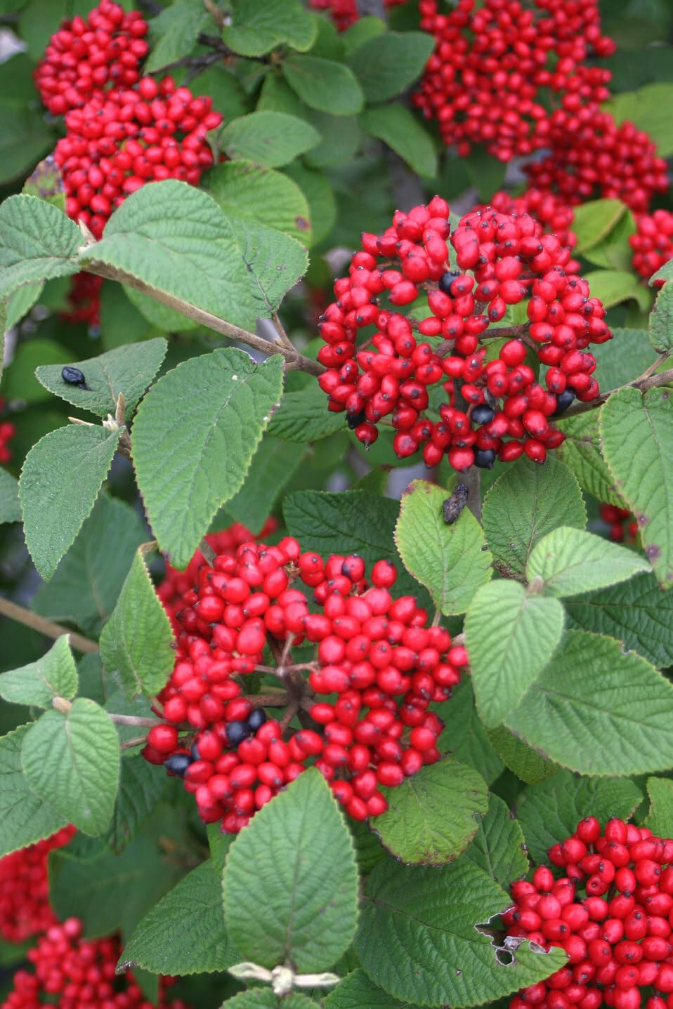 Live Plant - 2 Alleghany Viburnum Shrubs/Bushes - Live Potted Plants - 6-12" Tall - 3" Pots
