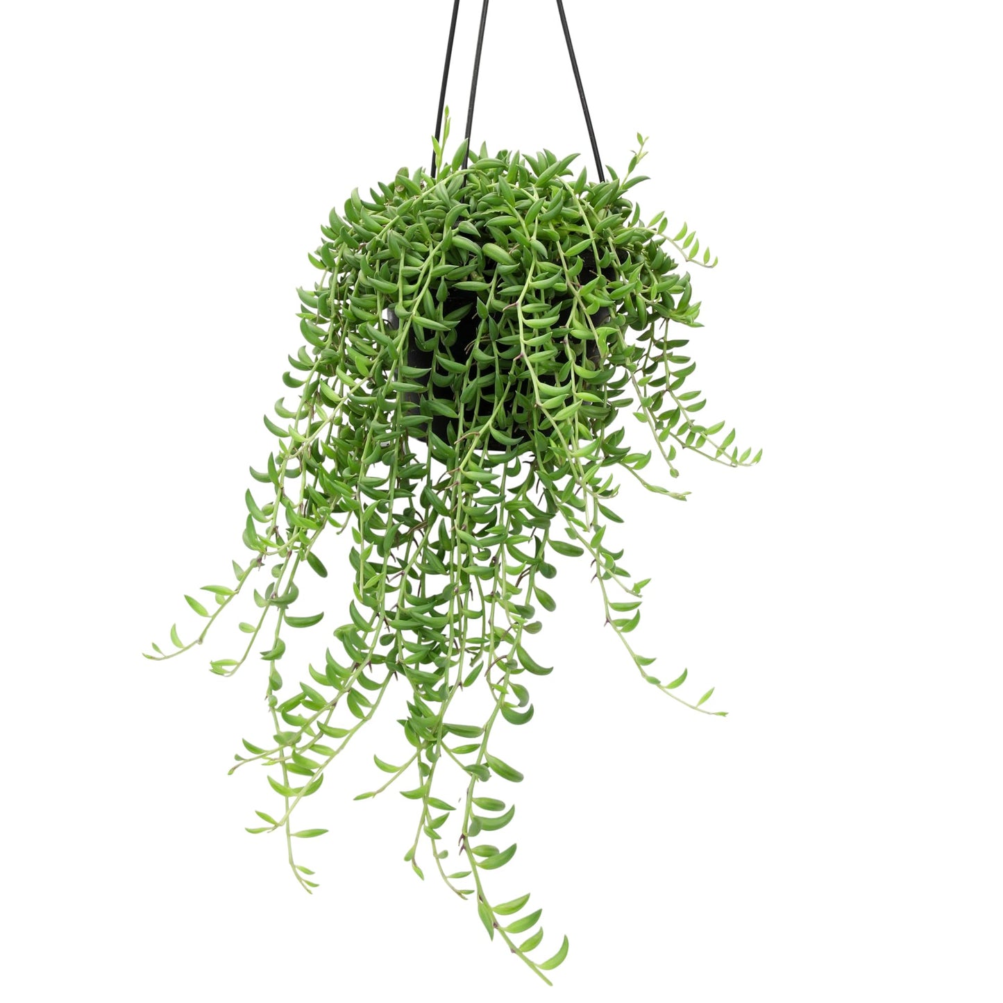 String of Bananas Succulent Plant Decor Hanging Basket, Real Succulents & Houseplants for Home or Office, Senecio Radicans, Unique House Plants