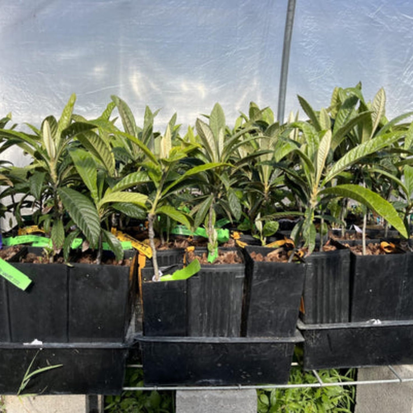 Loquat Tree Live Plant, 5 to 9 Inc in Height, Golden Loquat Plant Live, Cold Hardy Fruit Tropical Plant Home Orchard