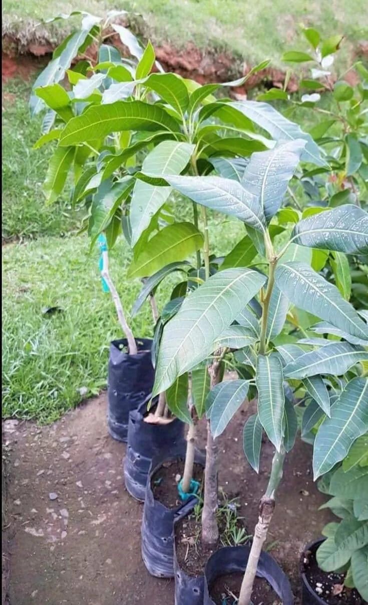 Live Plant - Grafted (Mallika) Mango 1'-3'