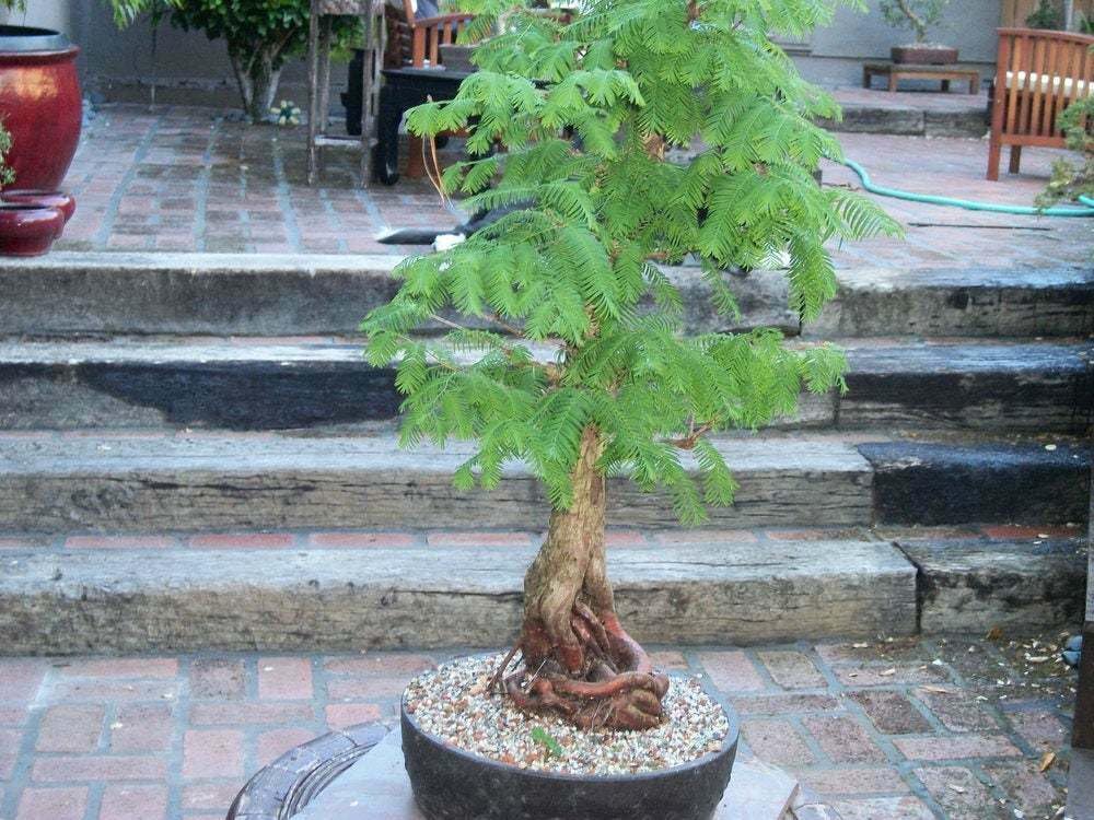 Live Plant - Dawn Redwood Tree - Live Plant - 8-12" Tall Seedling - Quart Pot - Ships Potted