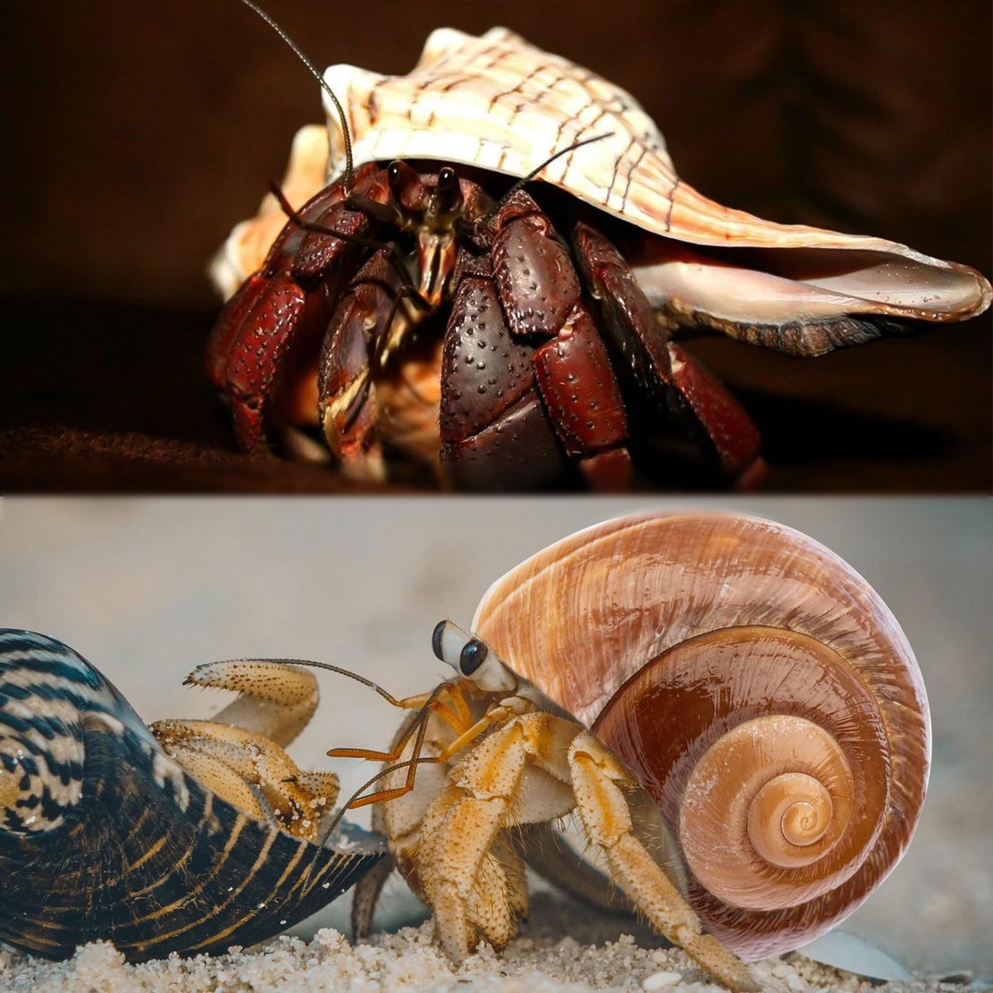 WeDoSoy 5PCS Extra Large Hermit Crab Shells | Natural Sea Conch Size 3" - 4.7", Opening Size 1.6" - 2.7" | Turbo Seashells for Hermit Crab Supplies and Beach Decoration Large Sea Shell