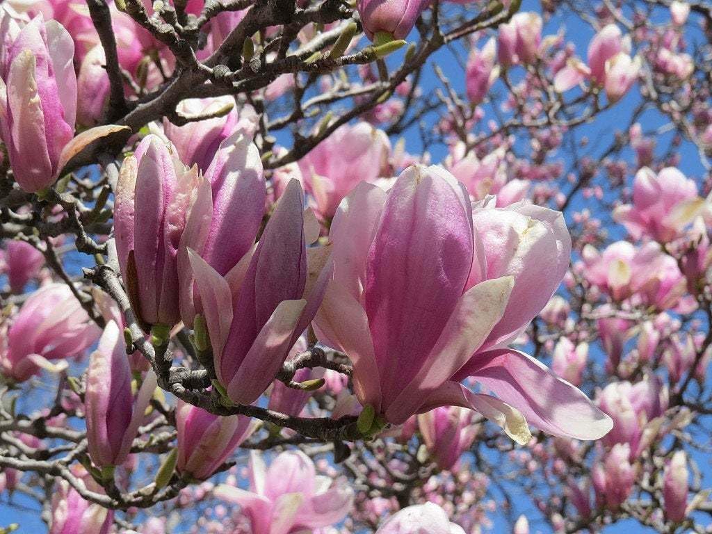 Live Plant - Magnolia