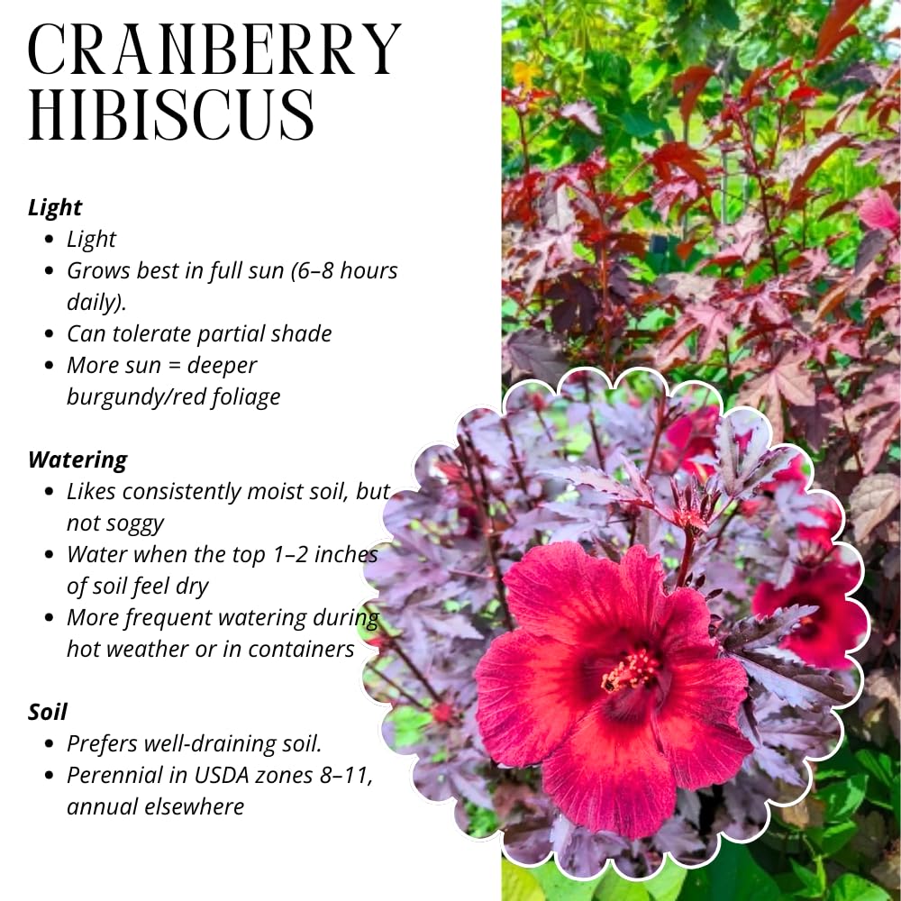 Pack 2 Cranberry Hibiscus Plants Live, 4-8 Inches Tall, Edible Ornamental Plant, Red Hibiscus Flowers