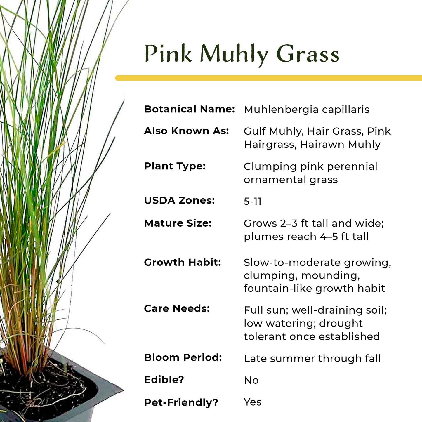 3 Pink Muhly Grass – Ornamental Perennial Grass with Cotton-Candy Pink Plumes for Borders & Mass Planting (Muhlenbergia capillaris) in 2.5″ Cubes, Live Plants
