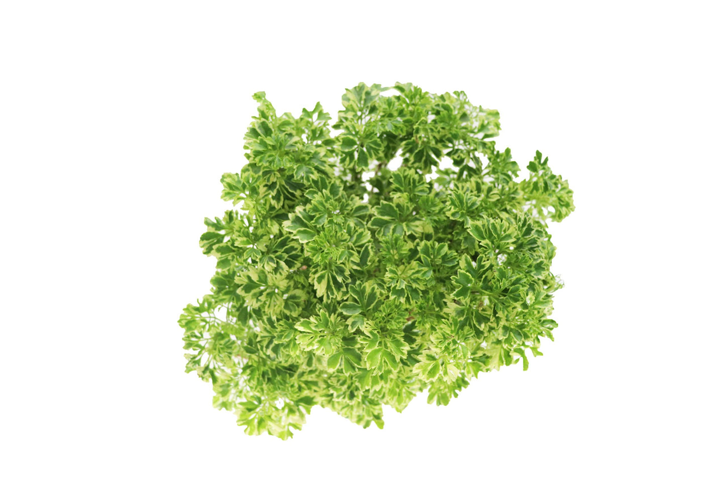 Variegated Ming Aralia - 6'' from California Tropicals