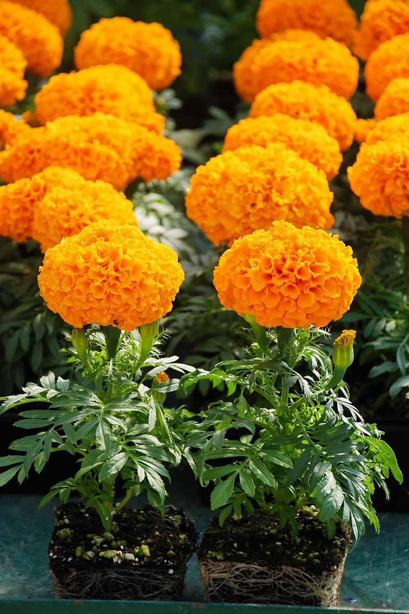 African Marigold Live Plants, 4 Pack, 4-Inch Pots, Golden Orange Blooms, Outdoor, California Delivery
