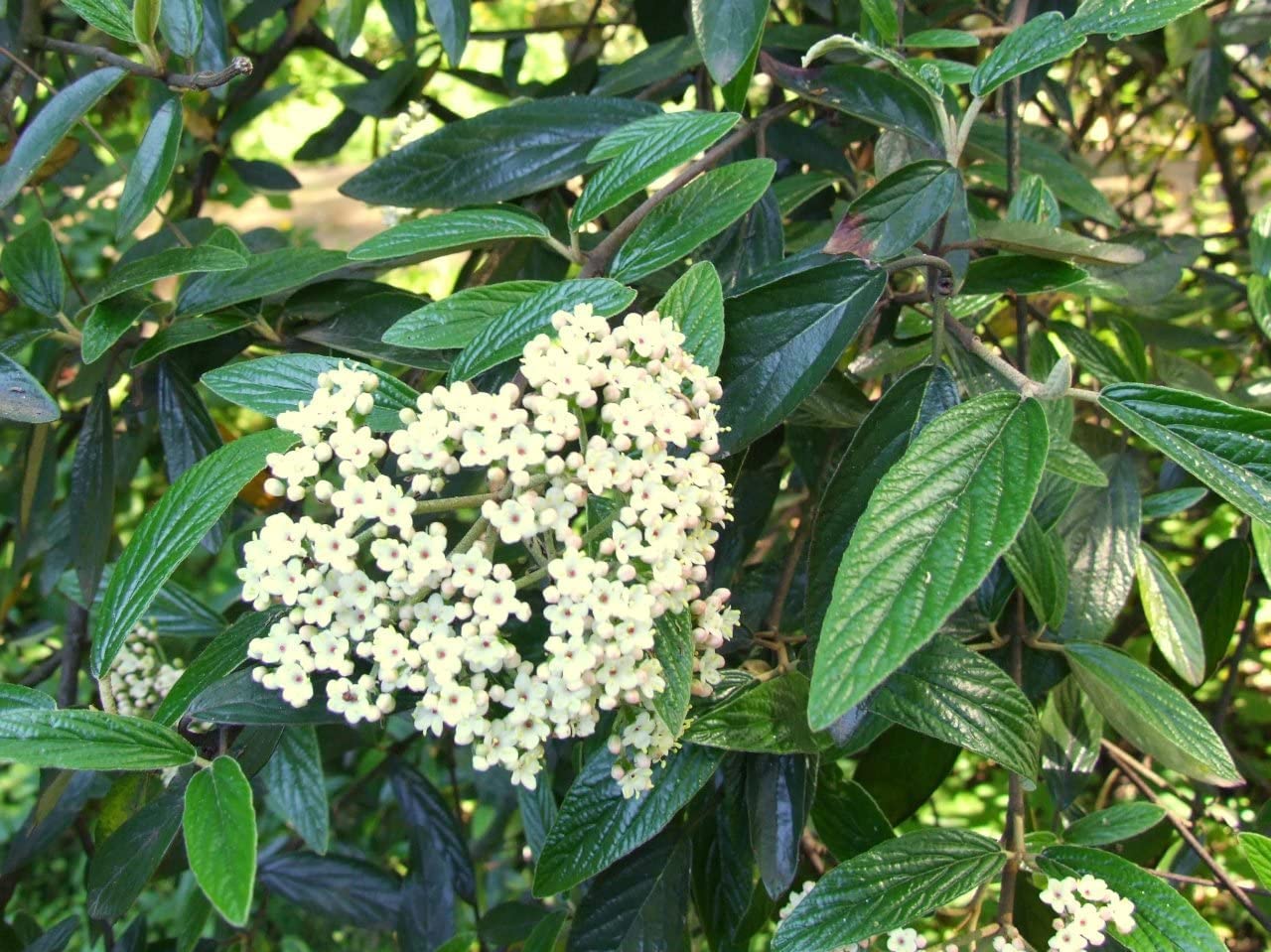 Two Pack of Pragense Viburnum - 2 Live Plants Shipped 2 to 3 Feet Tall by DAS Farms