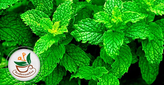 TeaDreamTea Peppermint Tea Bag - Mint tea - Herbal Tea - Mint Tea Bags - Healthy tea | Aromatic & Caffeine Free Tea (100 Teabags)
