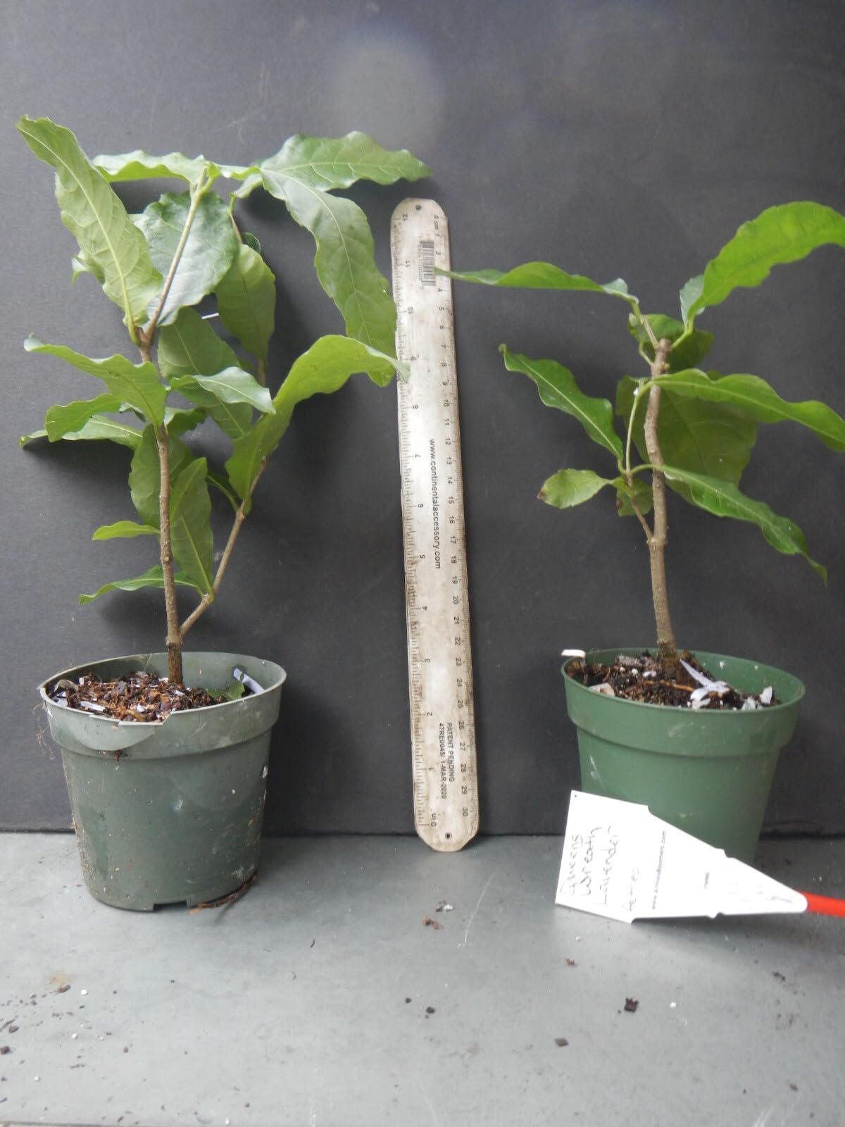 Live Plant - 4" Pot Queens WREATHPetrea volubilisSandpaper Bluebird VineRooted Plant