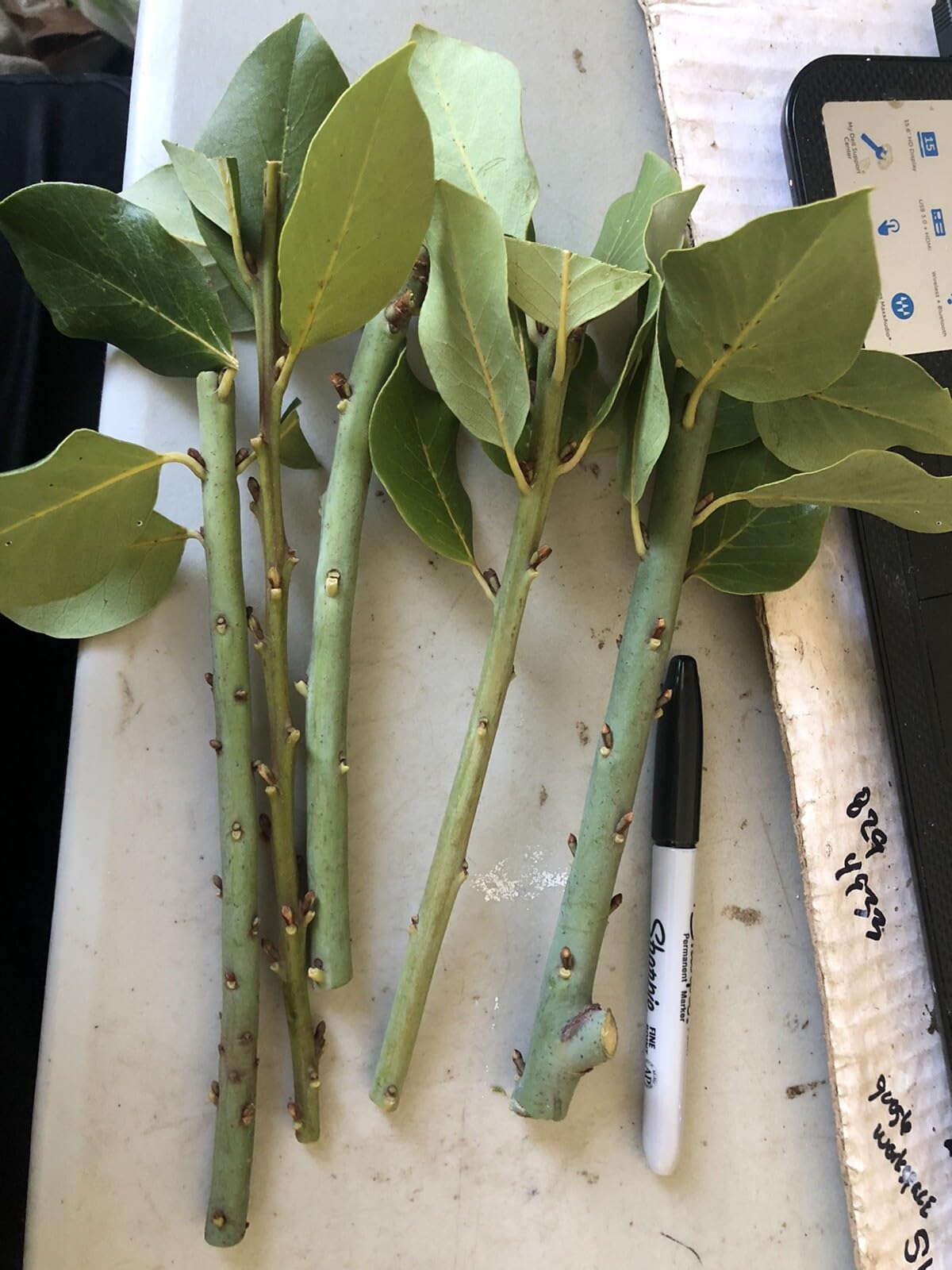 Live Plant - 5 Sweet Laurel Bay Tree Plant Cuttings