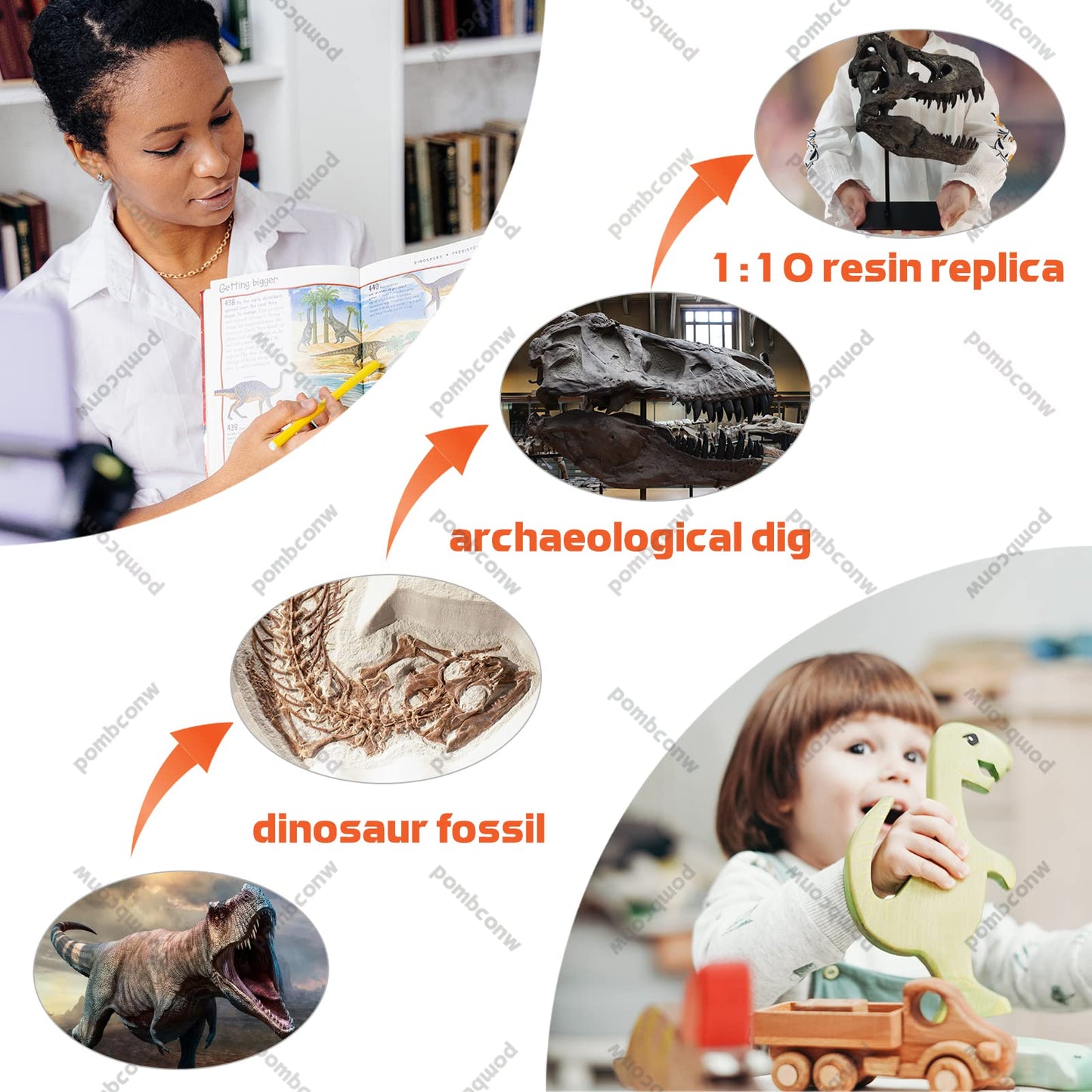 pombconw T Rex Skull, Dinosaur Statue Resin Dinosaur Skull Fossil Replica Skeleton Sculptures,Decorative Ornaments for Office Desktop Cabinets Home Kids Adults